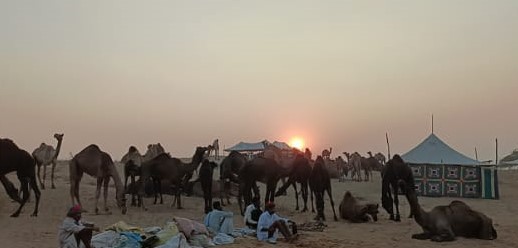 अंतर्राष्ट्रीय ख्याति प्राप्त पुष्कर पशु मेला बिना औपचारिक समारोह के बीच शुरू हुआ