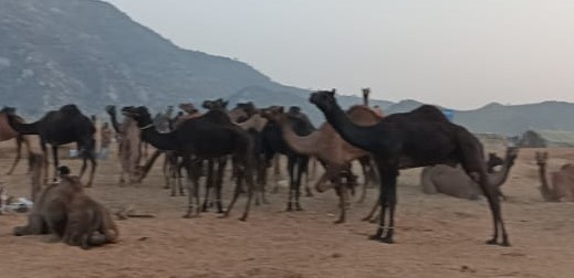 अंतर्राष्ट्रीय ख्याति प्राप्त पुष्कर पशु मेला बिना औपचारिक समारोह के बीच शुरू हुआ