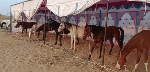 अंतर्राष्ट्रीय ख्याति प्राप्त पुष्कर पशु मेला बिना औपचारिक समारोह के बीच शुरू हुआ