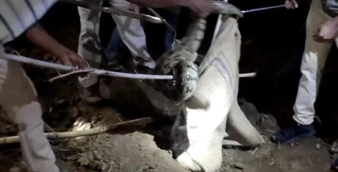 मनासा वन विभाग रेस्क्यू टीम ने गांव सेमली इस्तमुरार में किया 12 फीट लंबा 25 किलो वजनी अजगर का रेस्क्यू