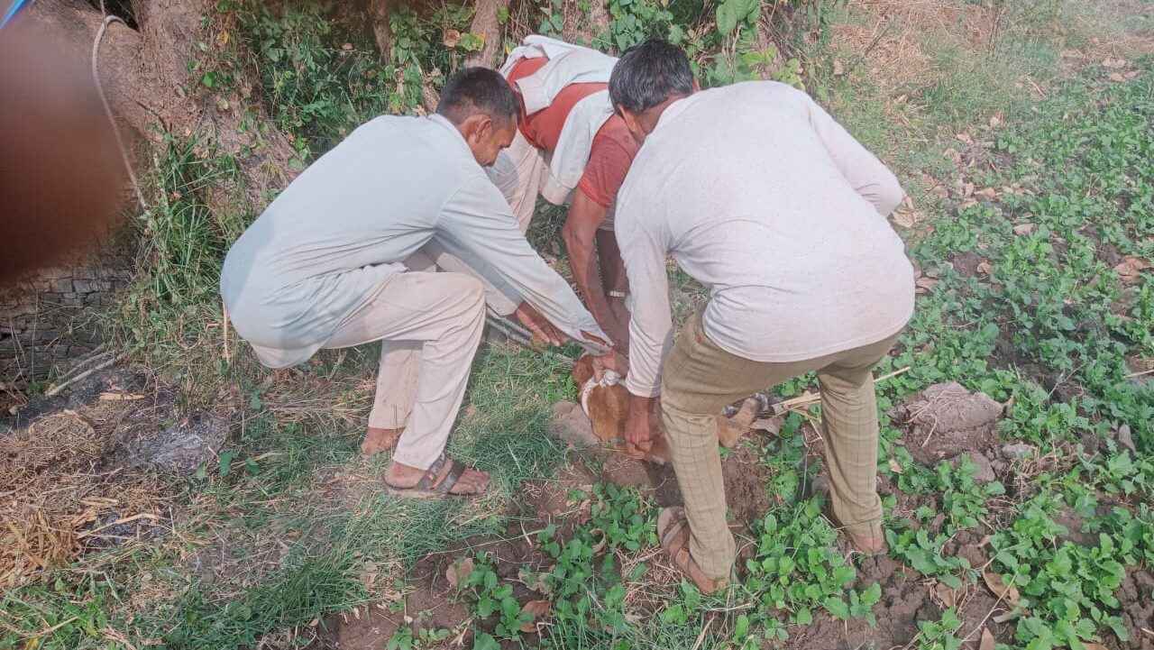 नयागांव कतर से नीलगाय के बच्चे का वन कर्मियों द्वारा रेस्क्यू किया गया