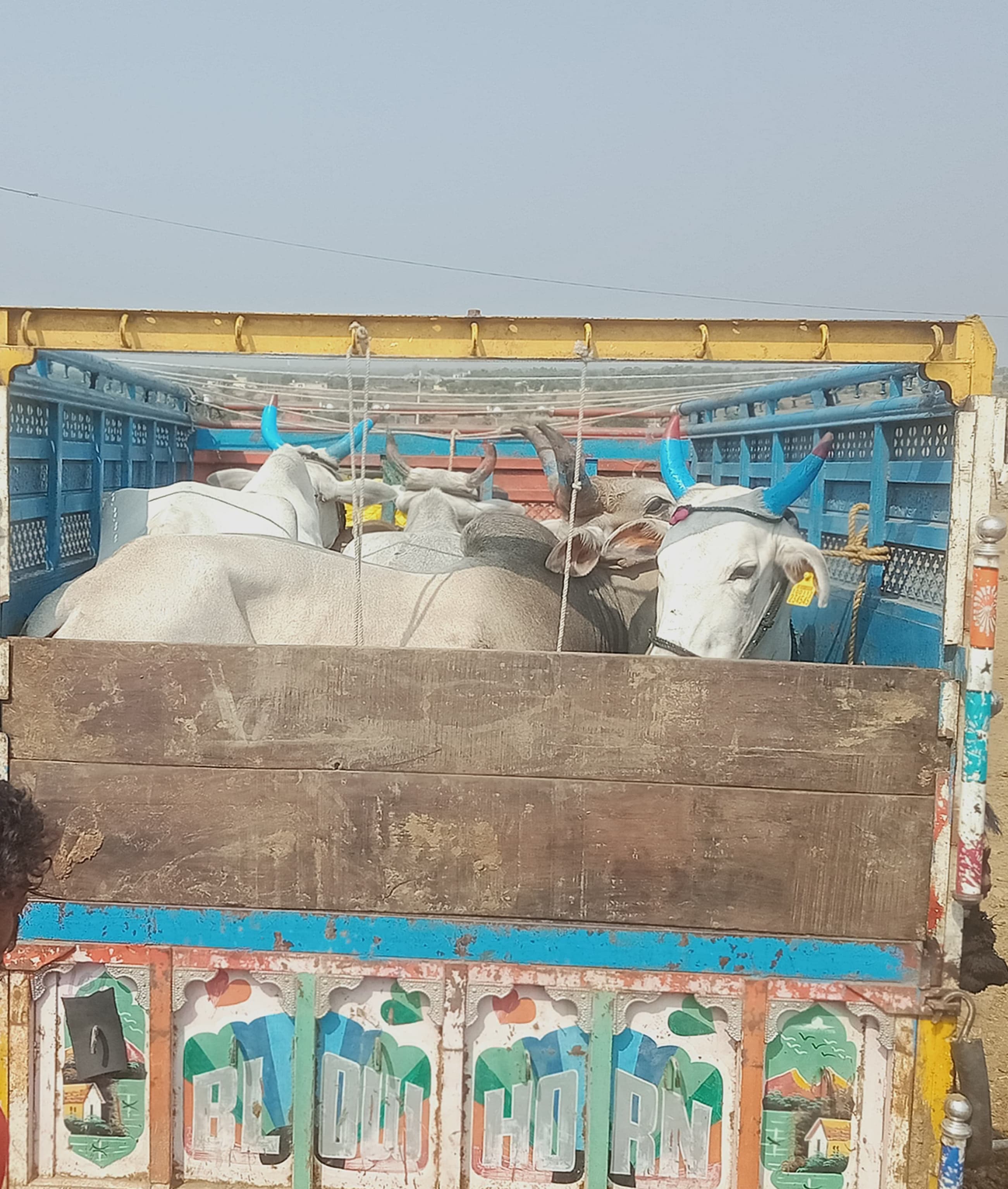 08-लाइन रोड से गौ तस्करी करते 03 गौ तस्कर गिरफ्तार
