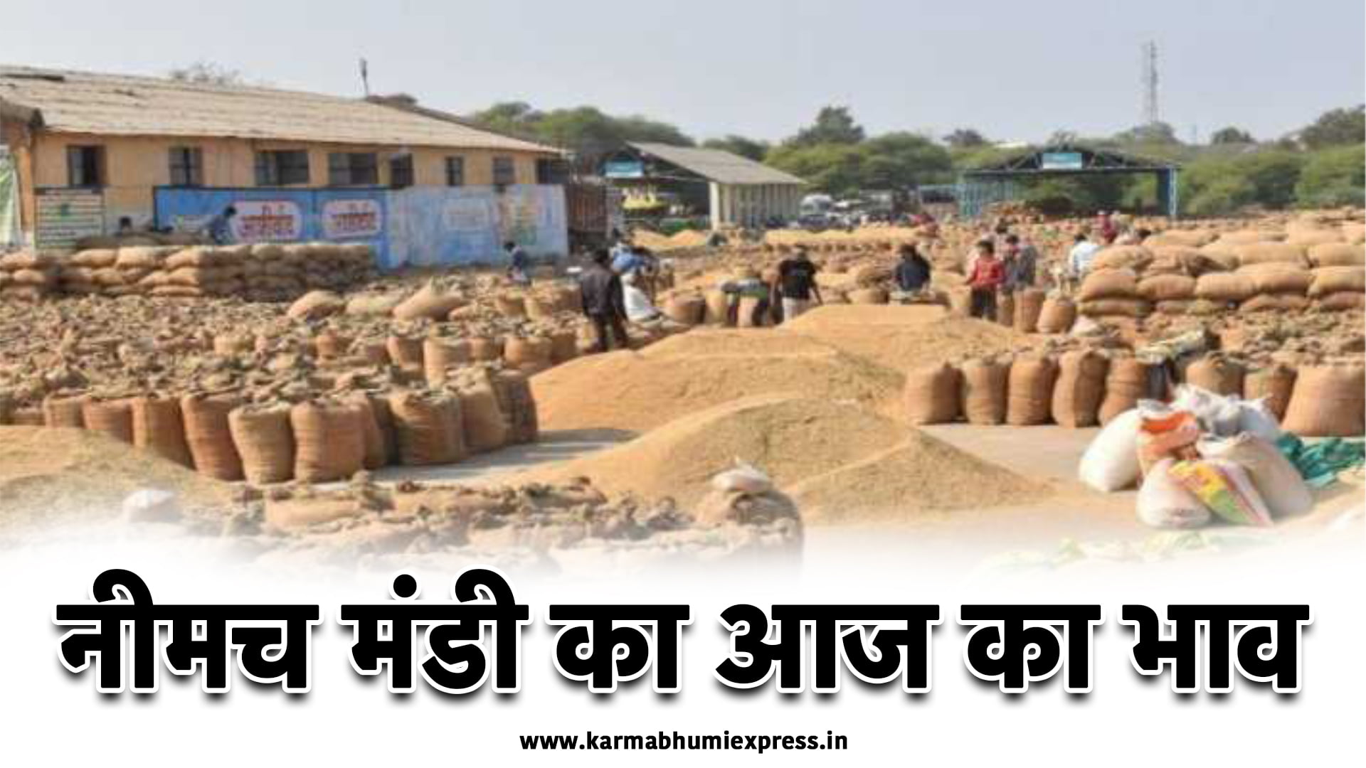 Aaj ka mandi bhav: नीमच मंडी का भाव 20 नवंबर 2023, जानिए फसल न्यूनतम भाव, अधिकतम भाव, मॉडल भाव क्या रहा