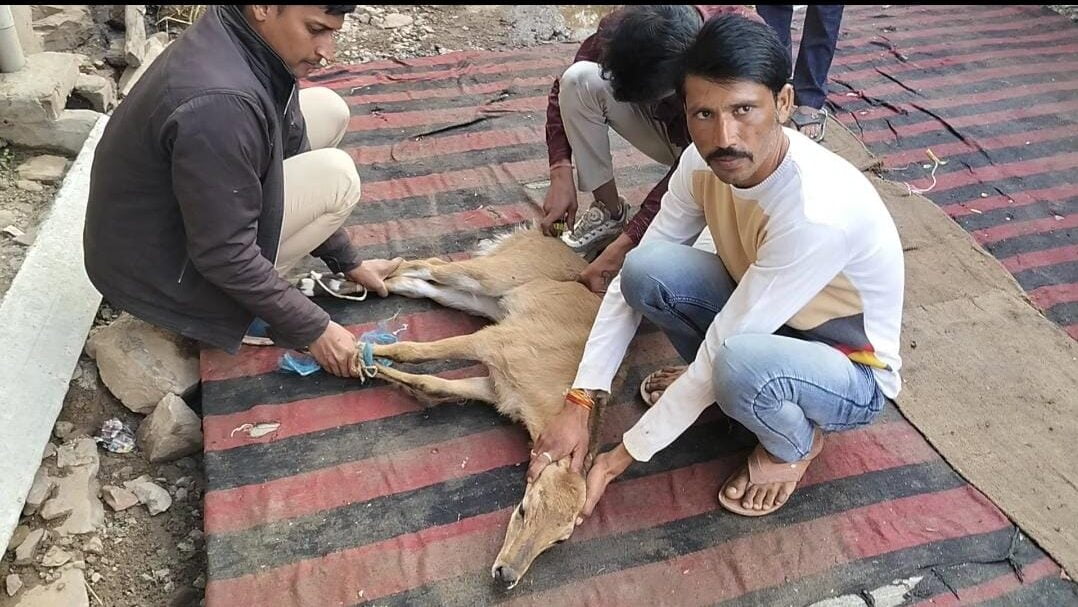 वन विभाग द्वारा मार्ग भटककर बरडावदा गाँव पहुंचे नीलगाय के बच्चे का रेस्क्यू कर जंगल छोड़ा वन विभाग द्वारा मार्ग भटककर बरडावदा गाँव पहुंचे नीलगाय के बच्चे का रेस्क्यू कर जंगल छोड़ा