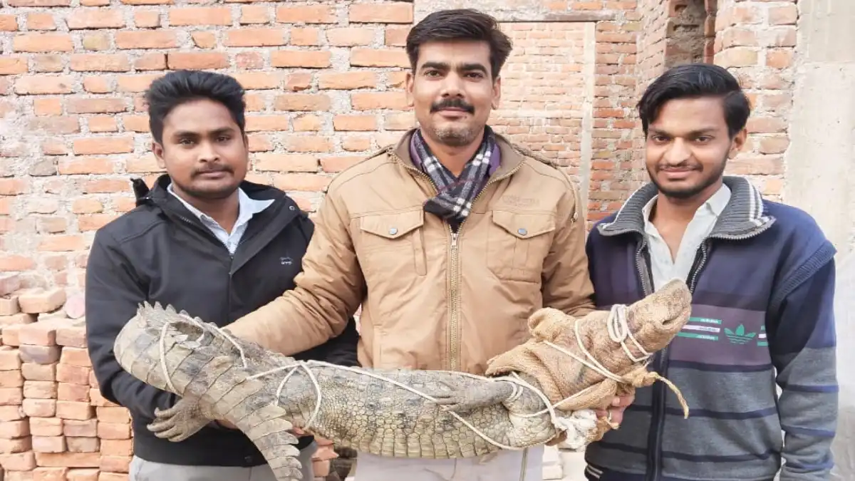 वन विभाग ने पटियाल पंचायत मोडेश्वर महादेव नदी से 5 फिट लम्बे मगर मच्छ का रेस्क्यू कर सुरक्षित चंबल में छोड़ा