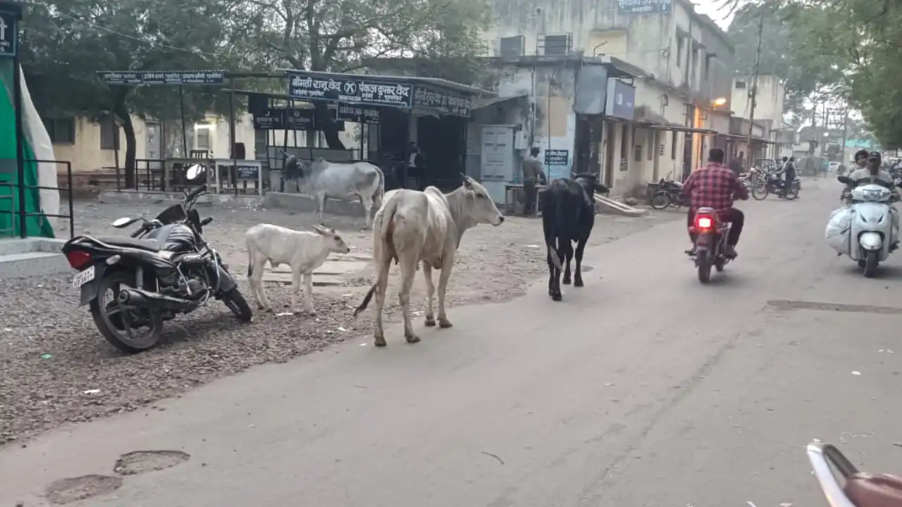 सड़को पर घुमने वाले आवारा मवेशीयों के संबंध में हुई सुनवाई सी.एम.ओ. ने 2000/-रसीद व 3 लोगों के विरूद्ध परिवाद की जानकारी पेश की।