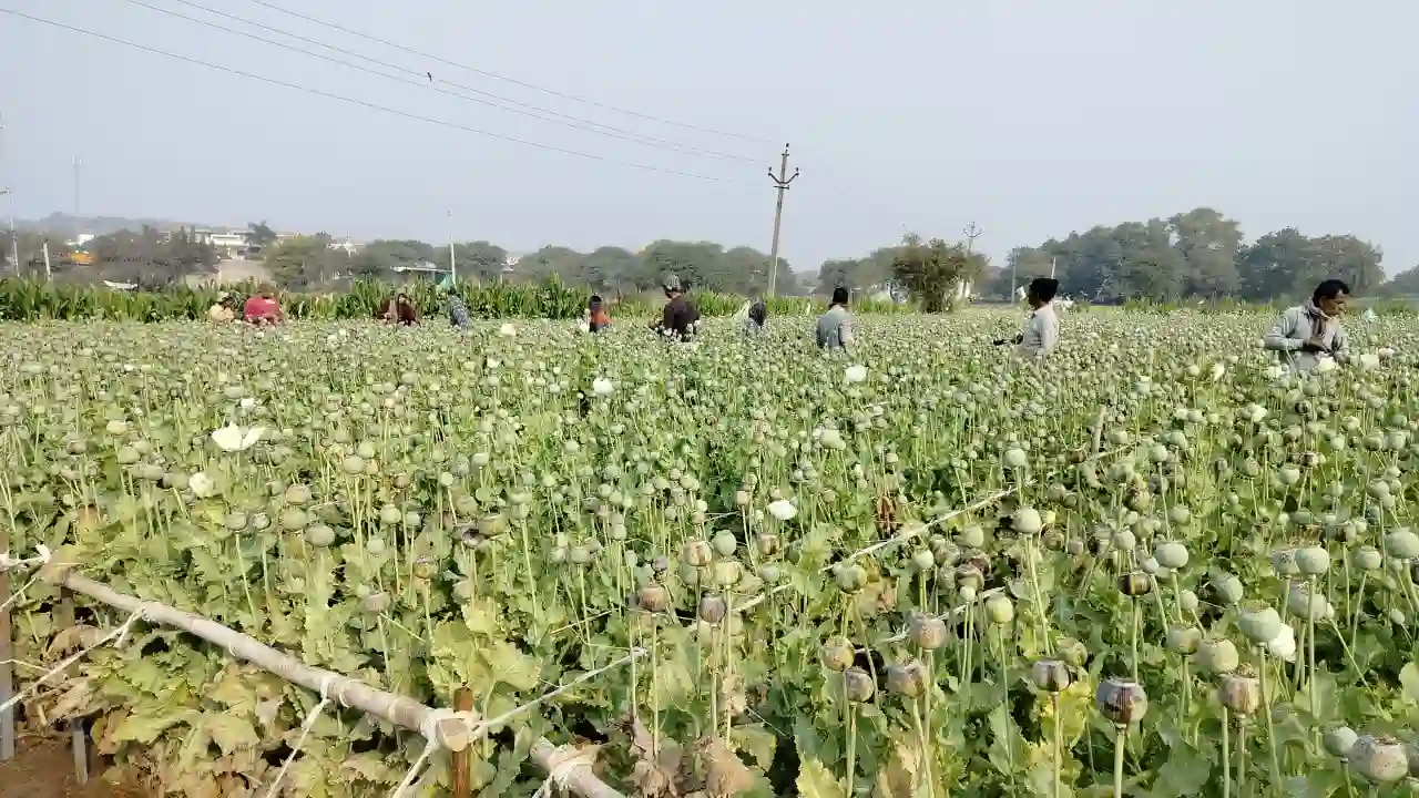 प्रतापगढ़ अफीम से दूध संग्रहण में जुटे किसान अफीम में रोग व मौसम की मार का असर।