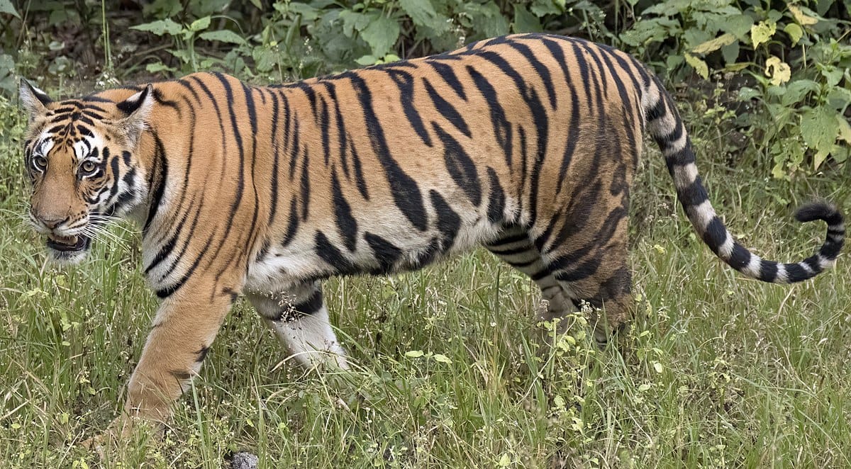 बीती रात मुंकदरा टाइगर रिजर्व कोटा से टाइगर बाहर निकल मध्यप्रदेश सीमा में घुसा