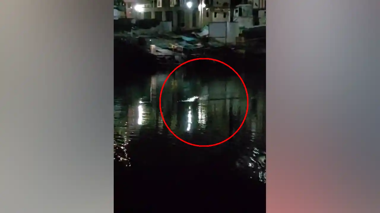 ओंकारेश्वर में मगर देखने से मचा हड़कंप