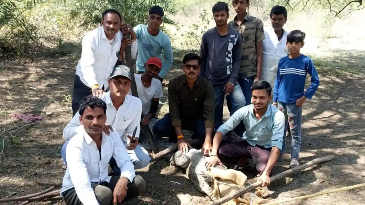 खेत से 8 फिट लम्बे मगरमच्छ का सफल रेस्क्यू कर वन विभाग ने चंबल नदी में सुरक्षित छोड़ा