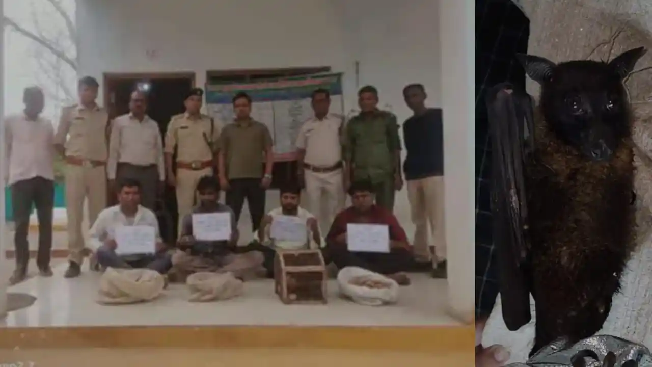 खंडवा फॉरेस्ट आमले ने चमगादड़ बेचने वाले चार आरोपियों को पकड़ा