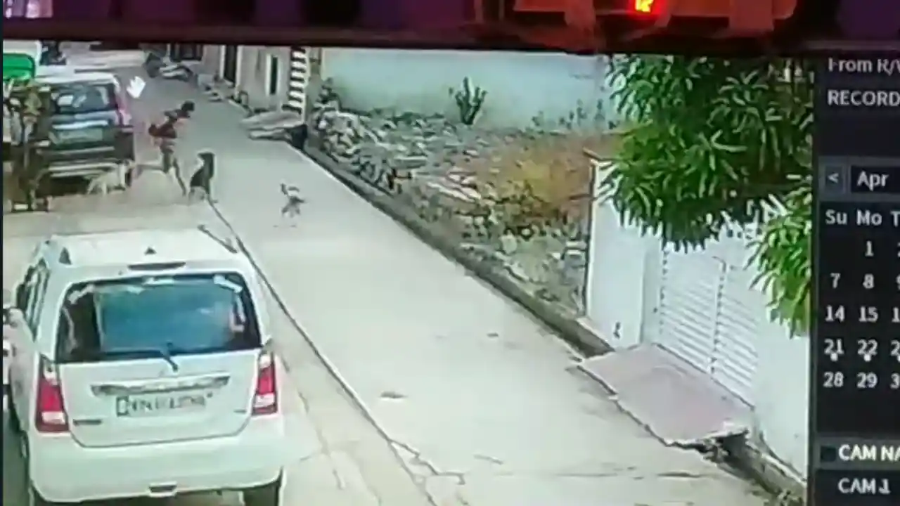 नगर पालिका की नींद उड़ेगी इन खूंखार कुत्तों को पकड़ेगी या इसी प्रकार मासूम बच्चे होते रहेंगे इनके शिकार