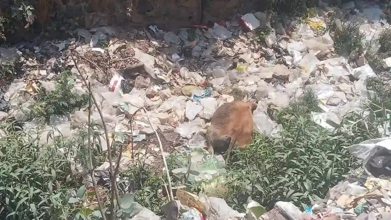 पुलिया मे लग भग एक ही महीने मे तिन मवेशियों की हुई मौत लेकिन नगर परिषद द्वारा अभी तक कोई रेलिंग नही बनाई