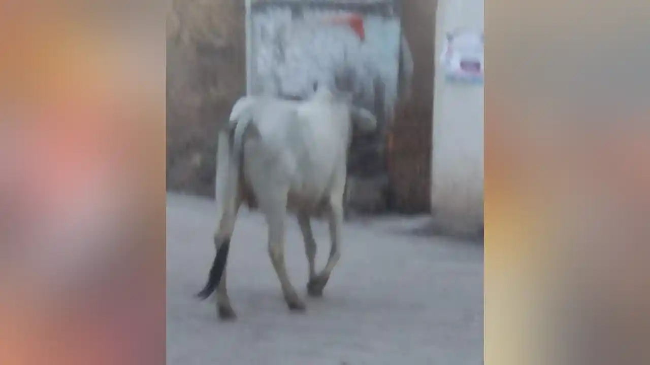 सेमलीचन्द्रावत गाव में बनी गौशाला, लेकिन नजदीक गाँव मोड़ी मे घूम रही बे सहारा गौमाता