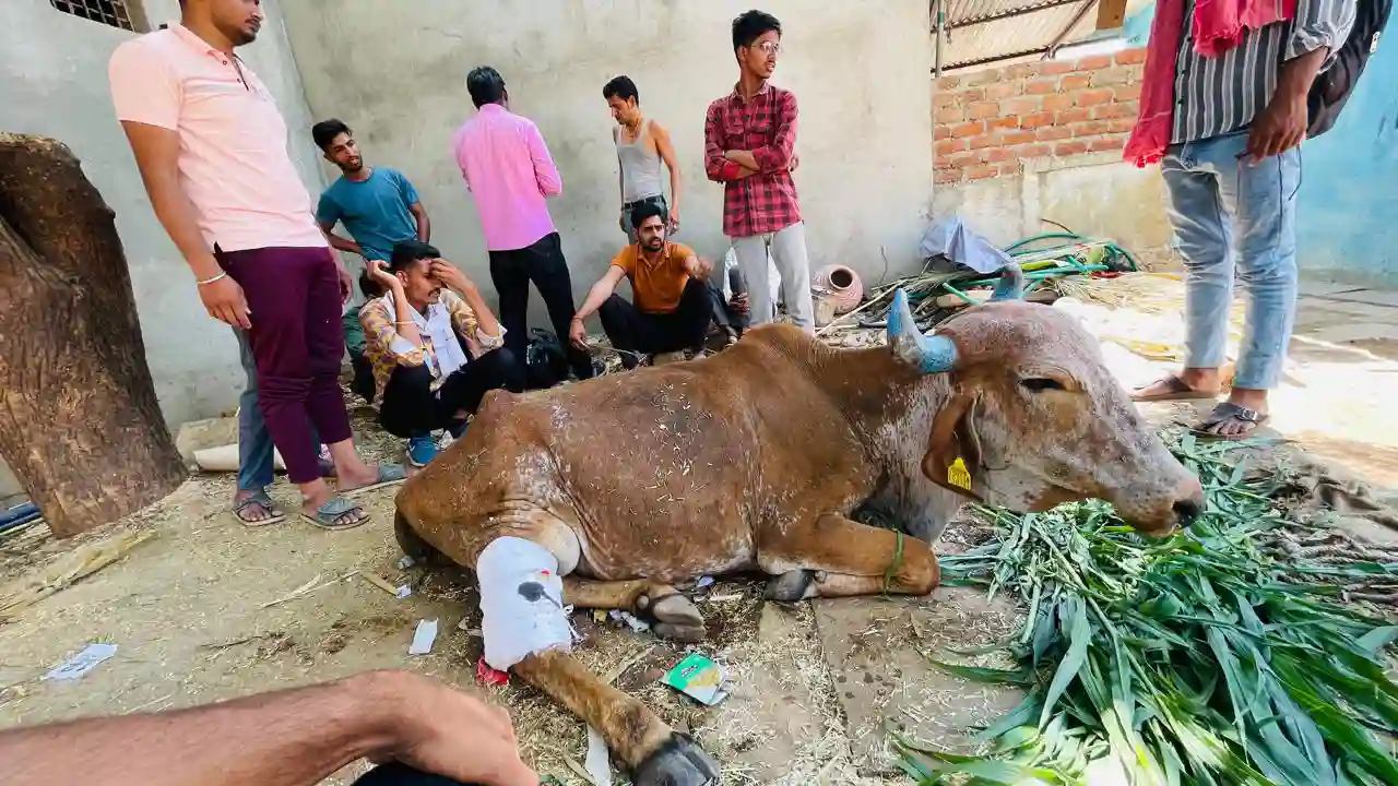 गो माता का पैर टुटा लगी खबर तो दोड़ा रक्षा दल, अब नागौर में उपचार, मुक पशु की मदद में उठे हाथ।