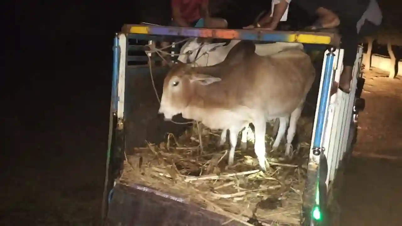 जिला पुलिस नीमच द्वारा गोवंश तस्करी परिवहन पर अंकुश को लेकर की गई प्रभावी कार्यवाही