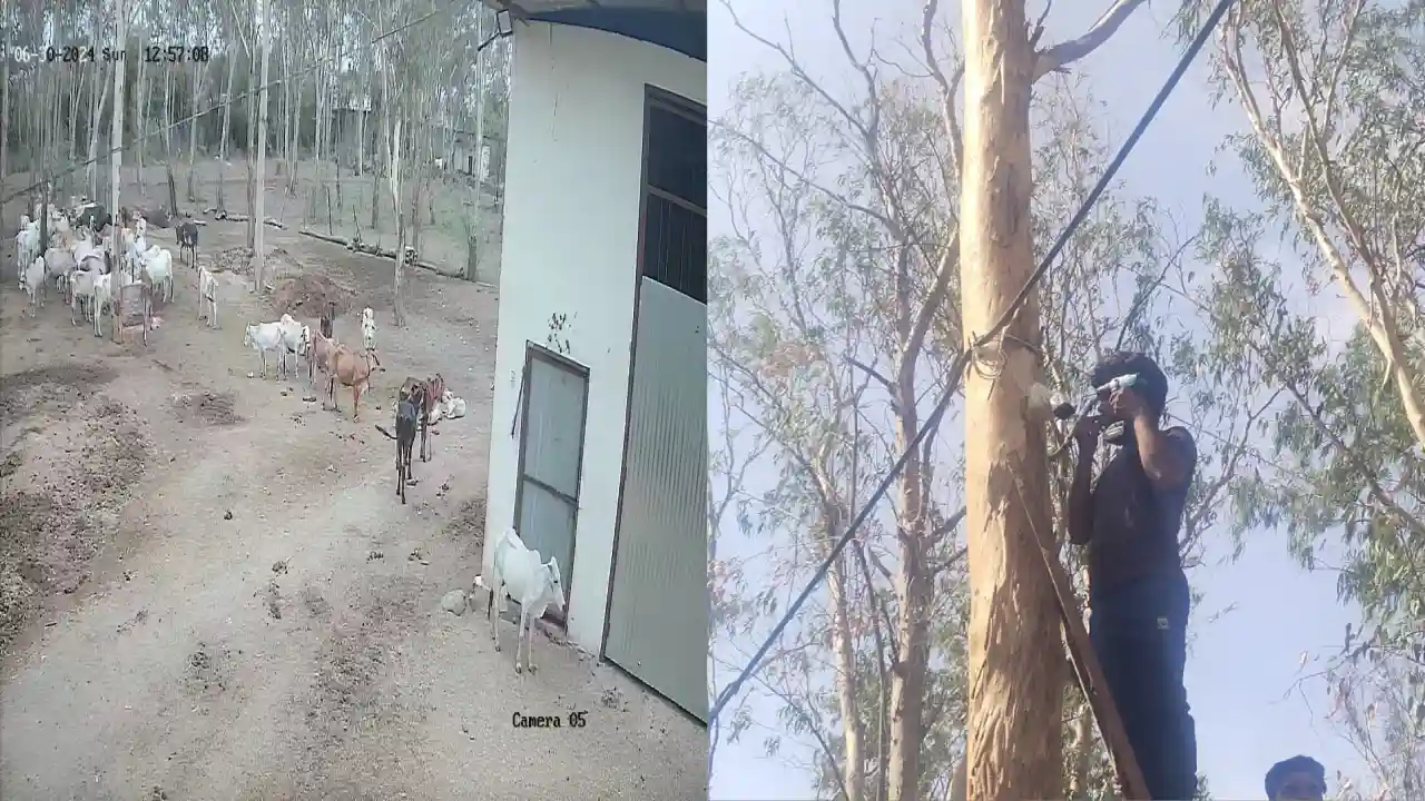 अब गौशालाओं पर रहेगी तीसरी ऑख की नजर