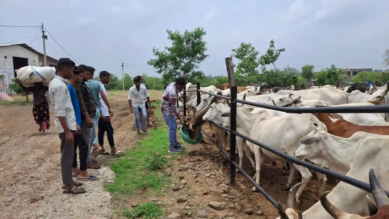 श्री सांवरिया गौशाला कुचडोद में मीडिया साथियों ने गौ माता को कराया गुड़ का आहार