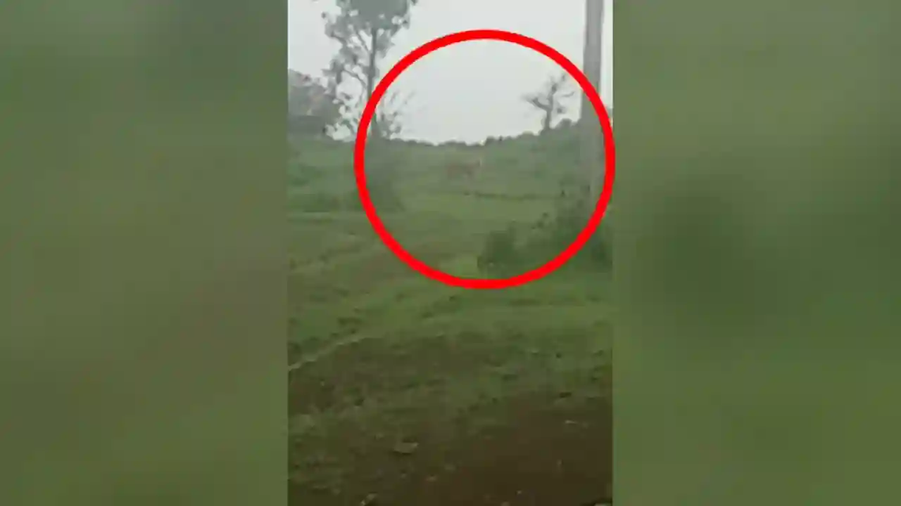 मध्य प्रदेश खंडवा शहर के आस पास ग्रामीण इलाको में शेर देखने की घटना को लेकर लोगो में डर का माहोल है