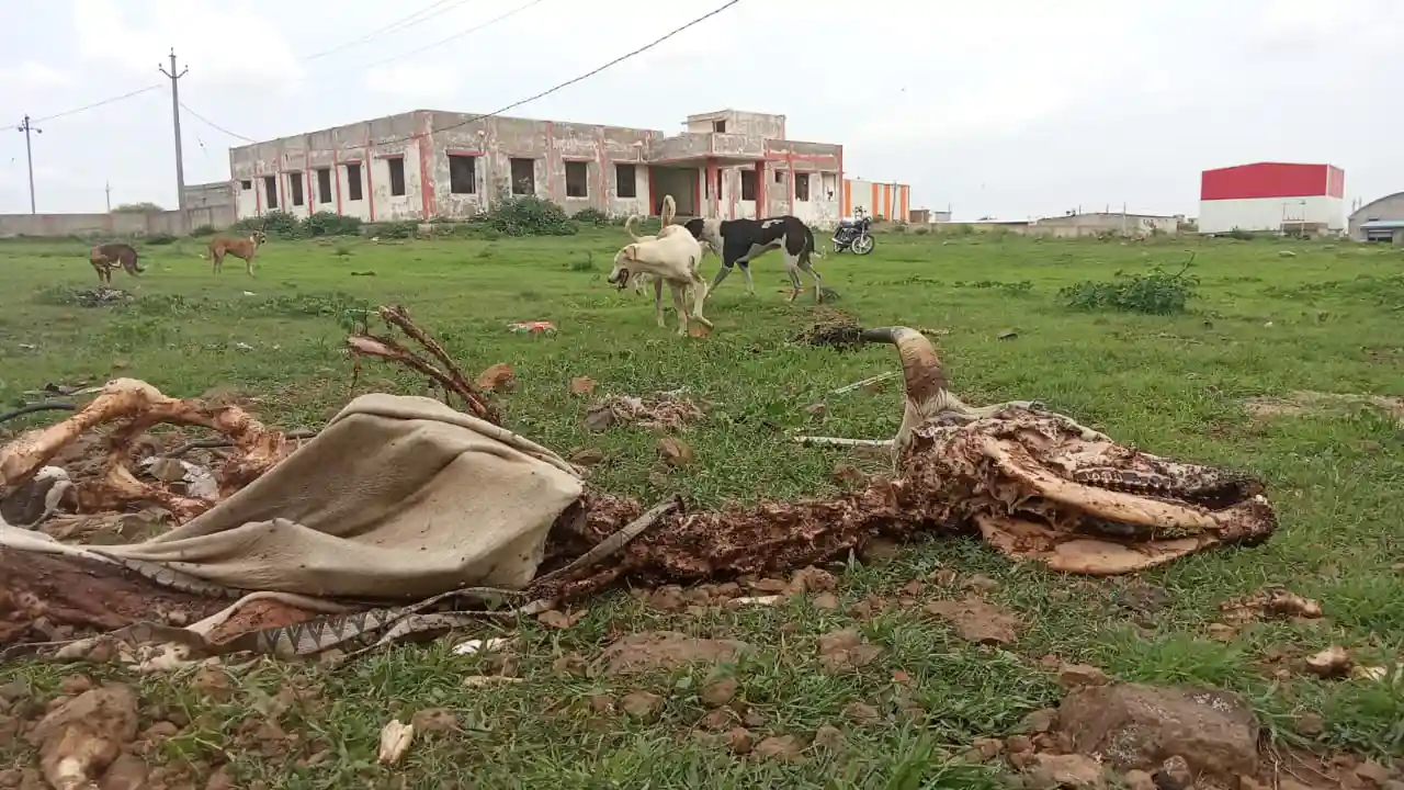 प्रतापगढ़ जिले के खेल छात्रावास रोड के पास उद्योग केंद्र बना मृतक मवेशियों को डालने का अड्डा