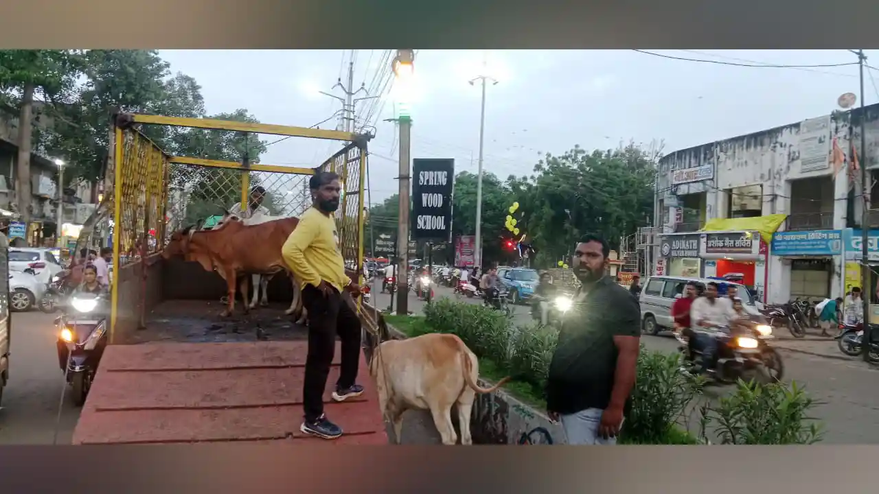 नगर पालिका परिषद द्वारा आवारा पशुओं को पकड़ने का अभियान निरंतर जारी!