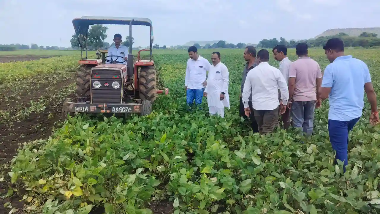 फसल पर अफलन,इल्लियों का प्रकोप बालागुड़ा के किसान ने 6 बीघा उड़द की फसल पर चलाया रोटावेटर