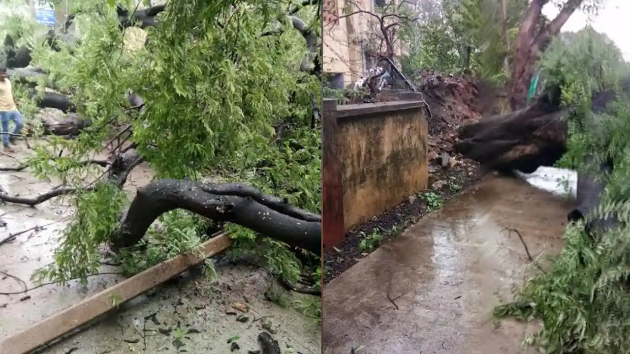 शुक्ला कॉलोनी में गिरा विशालकाय पेड, चार बिजली के पोल हुए क्षतिग्रस्त