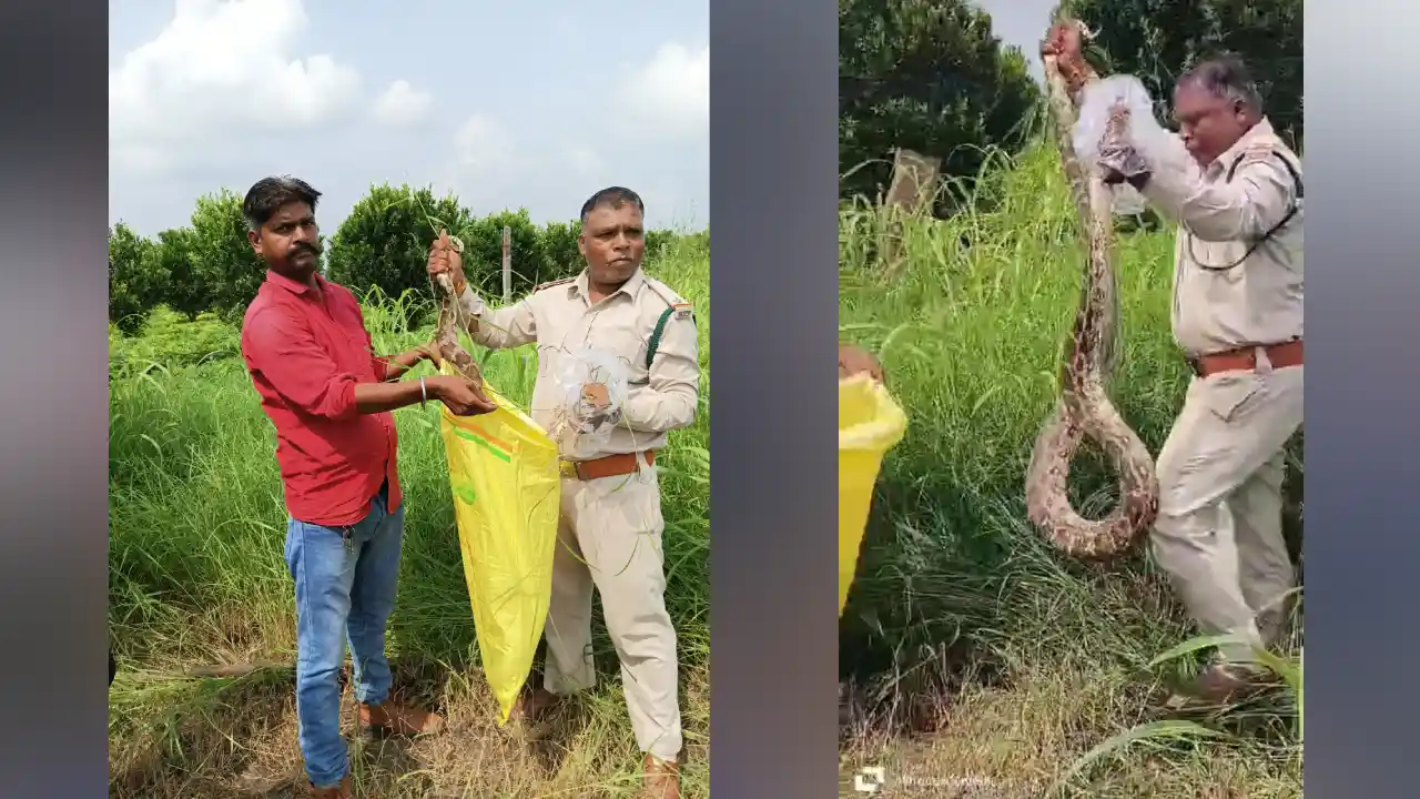8 फीट लंबे विशाल काय अजगर का फॉरेस्ट टीम ने रेस्क्यू कर सुरक्षित जंगल में छोड़ा