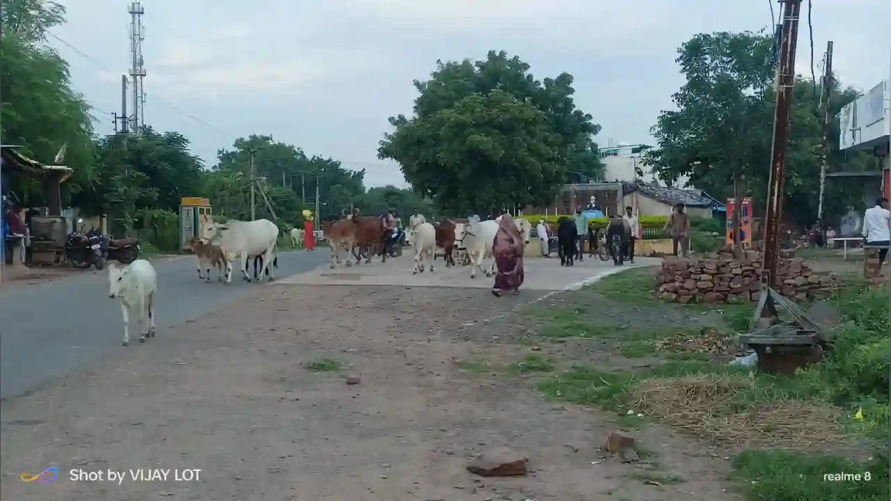 निराश्रित गोवंश को गौशाला में प्रवेश एवं सिंगल यूज प्लास्टिक प्रतिबंध के साथ ही रोड पर हो रहा अतिक्रमण हटाने से लेकर दी शख्त हिदायत।