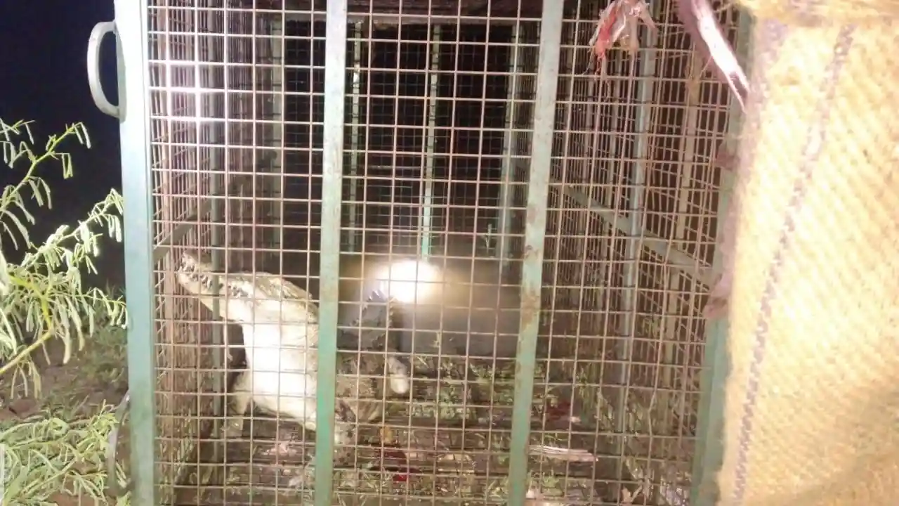 23 अगस्त को दिन में जावद तहसील के गांव बांगरेड में शनि मंदिर के पास तालाब में एक मगरमच्छ दिखाई दिया