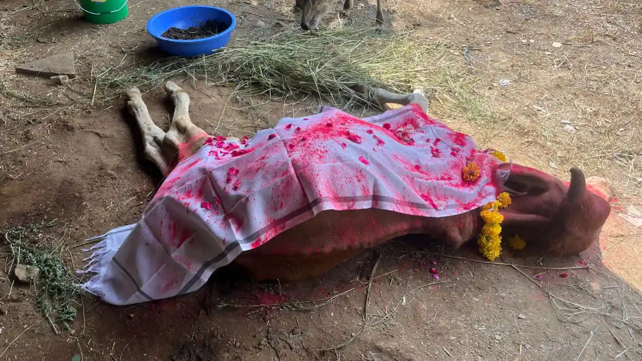 गो सेवा कर निराश्रित पशुओ का सहारा बन रही है यह संस्था गो धन की सेवा में लोगो को कर रहे जागरूक