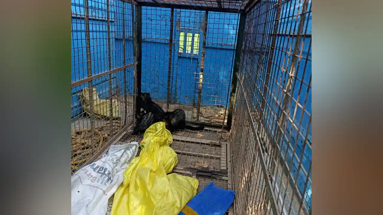 वन विभाग ने आवासीय क्षेत्र से तीन कबरबिज्जूओ का रेश्क्यू कर सुरक्षित जंगल में छोड़ा