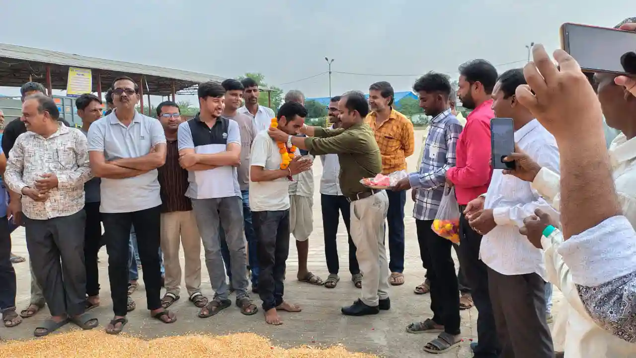 किसानो के लिए खुश खबर सिंगोली कृषि उपज मण्डी मैं फसलो की खरीदी हुई शुरू