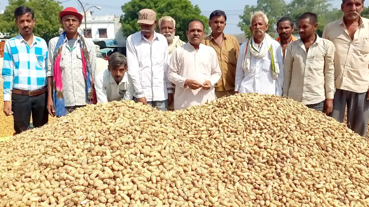 समर्थन मूल्य पर खरीदी हो मुंगफली समर्थन मूल्य 6,783 रुपये सिर्फ कागजों में