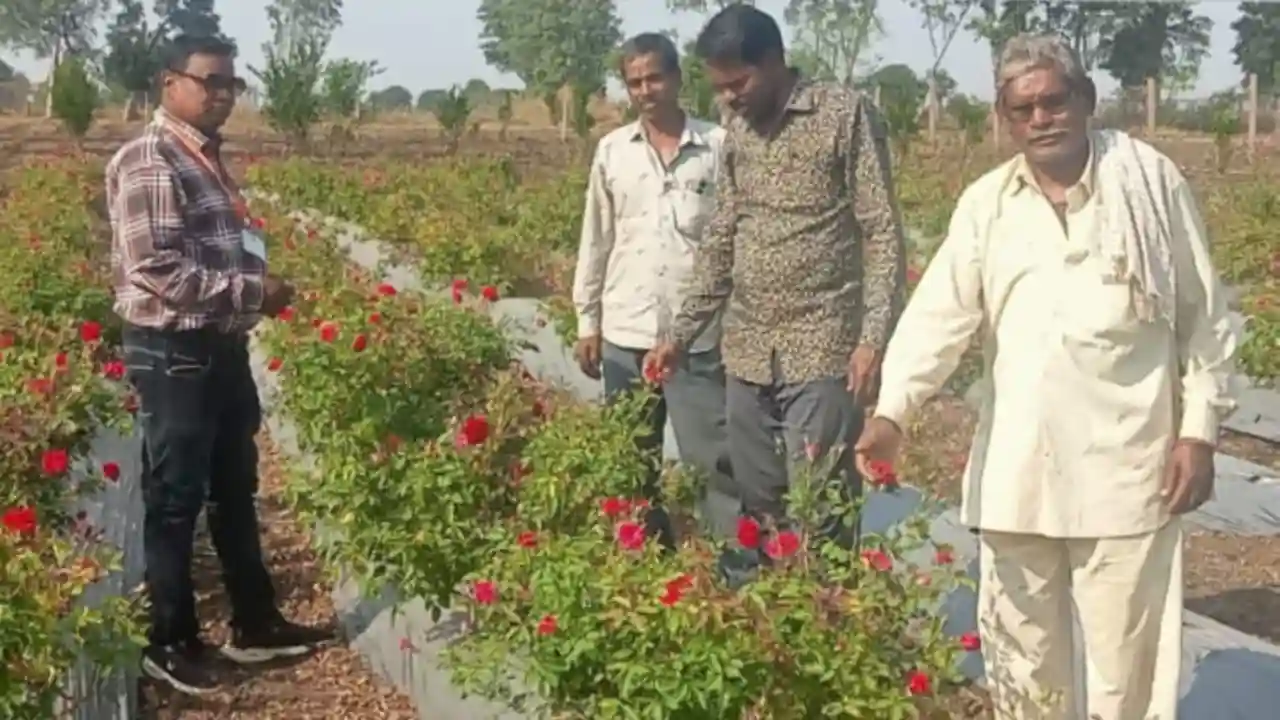 अखिल भारतीय वनवासी कृषि ग्रामीण मजदूर महासंघ ने किया गुलाब की खेती का मुआयना!
