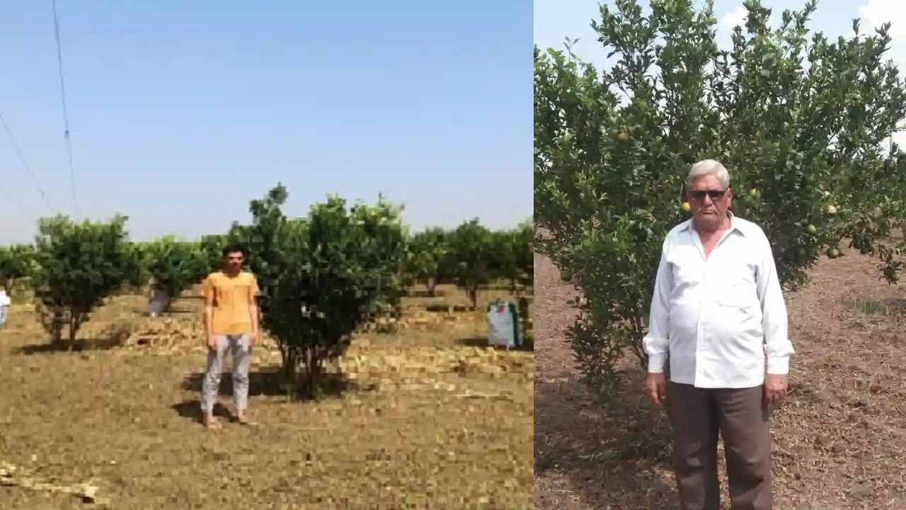 नन्‍दन फलोउद्यान योजना का लाभ लेकर श्री छगनलाल ने लगाया अनार का बगीचा