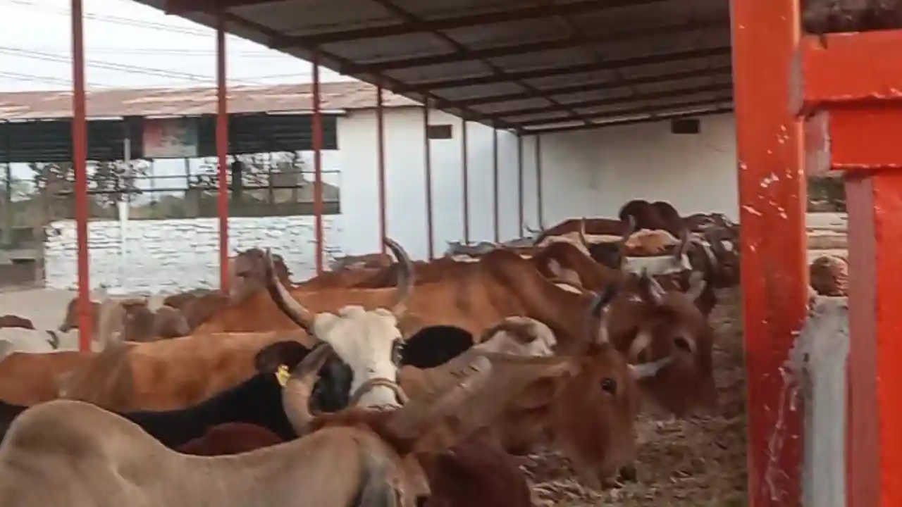 नारायण गौशाला कछाला में गोवंश को गुड़ की लापसी खिला मनाया गया