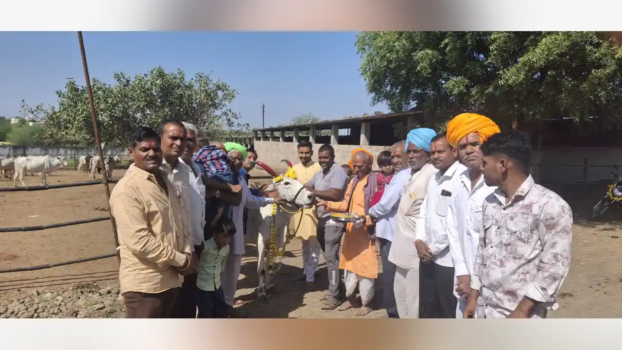 श्री सांवरिया गौशाला में मनाया अन्नकूट महोत्सव