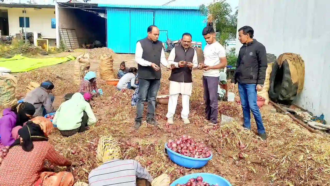 बेमौसम बारिश से कटी हुई प्याज में भारी नुकसान सरकार मुआवजा दे