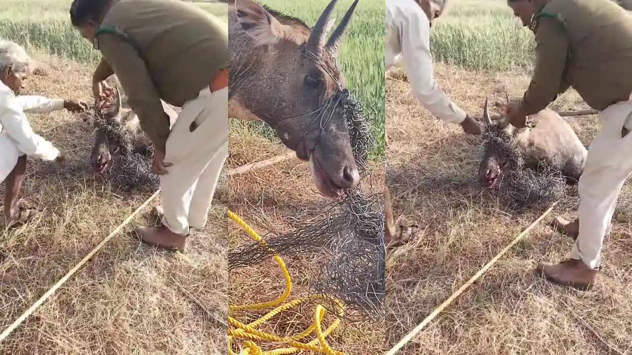 खेत पर बनी तार फेसिंग बाउन्ड्री में फंसी नीलगाय