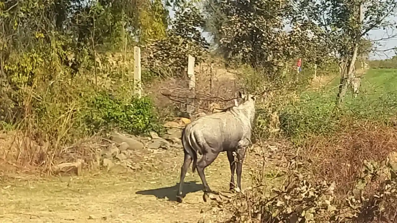 ब्लॉक कांग्रेस अध्यक्ष अनिल शर्मा के सुझाव पर हुवा अमल नीलगायों को कन्टेनर में भरकर छोड़ा जायेगा गांधी सागर अभ्यारण।