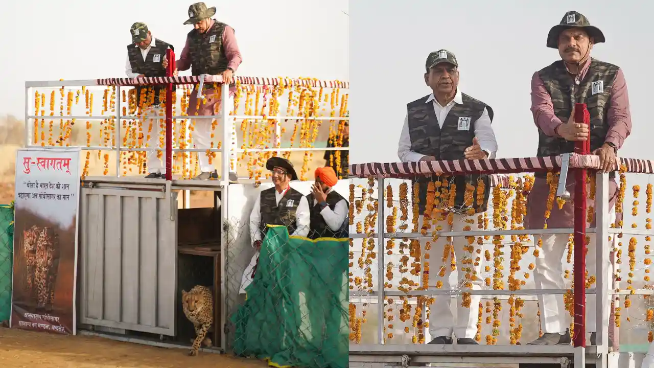 कुनो के बाद की मालवा के गाँधी सागर अभ्यारण की भूमि पर चीतो की चहल कदमी शुरू