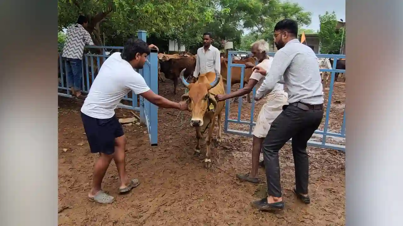 अरावली गौशाला में टीकाकरण संपन्न।