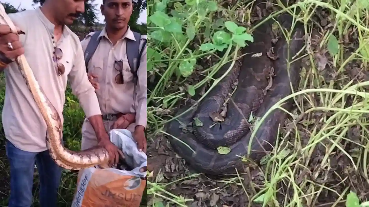 गाँव अरनिया में किसान खेत से 10 फिट लम्बे अजगर का वन विभाग ने सफल रेस्क्यू कर