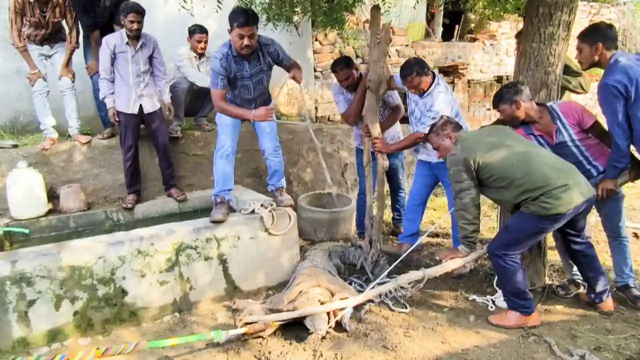 वन विभाग द्वारा 8 फिट लम्बे 2 क्विंटल वजनी मगरमच्छ को रेस्क्यू कर सुरक्षित छोड़ा