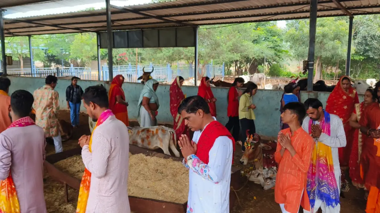 गोपाष्टमी पर अरावली गौशाला में हुए विभिन्न अनुष्ठान, गौ वंश को कराया छप्पन भोग।