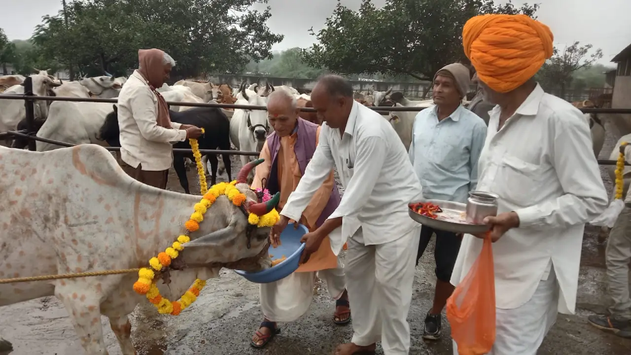 श्री सांवरिया गौशाला कुंचड़ोद में मनाया गया गोपाष्टमी पर्व
