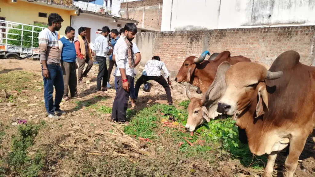 गो रक्षकों को जंहा दिखा गो वंश वहीं खिलाई हरी घास ‌और लापसी।
