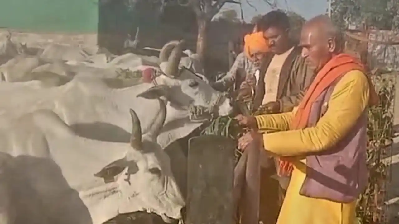 सांवरिया गौशाला कुंचड़ौद में धूमधाम से मनाई संक्रांति