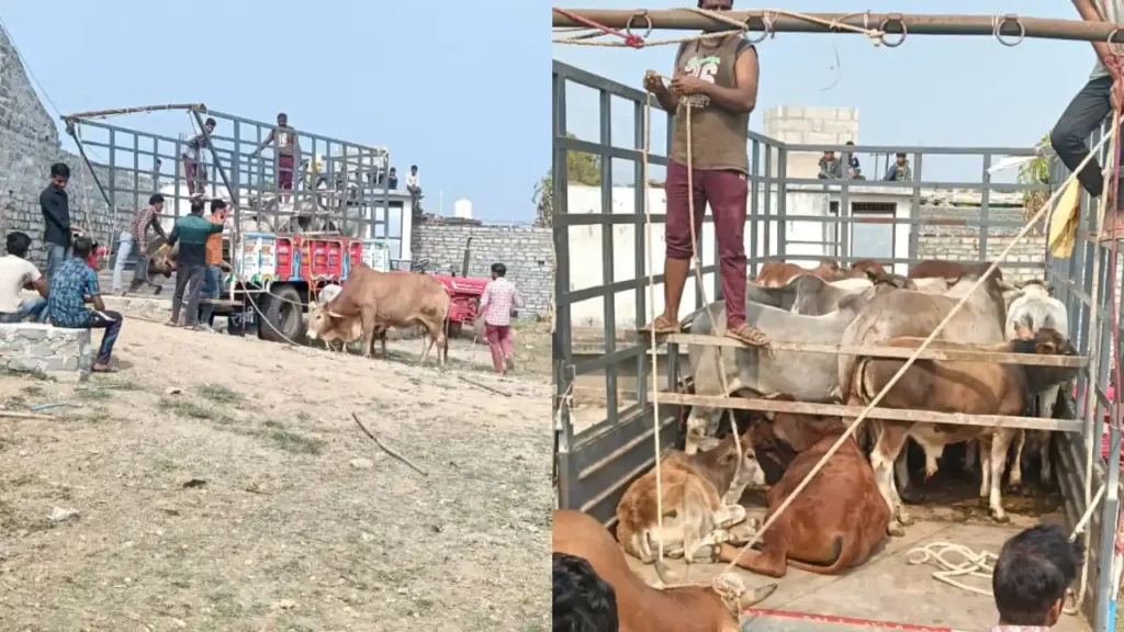 किसानों को राहत देने सरवानिया में गो वंश को एकत्रित कर छोड़ा गो शाला।